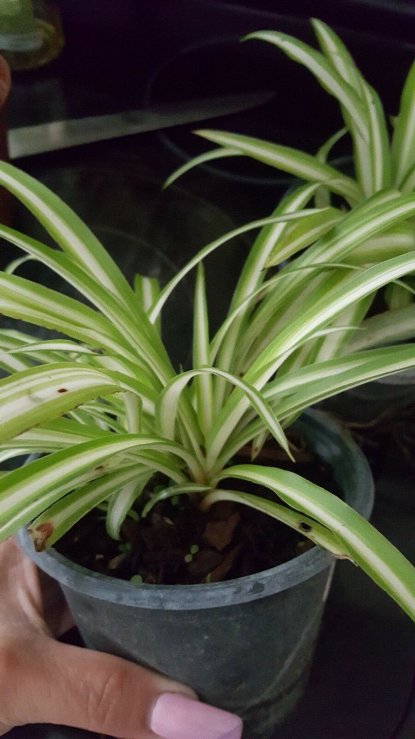 BasqueStore | STRIPE SPIDER PLANTS WELL ROOTED Airplane Plant - Air Cleaner - Chlorophytum
