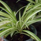 BasqueStore | STRIPE SPIDER PLANTS WELL ROOTED Airplane Plant - Air Cleaner - Chlorophytum