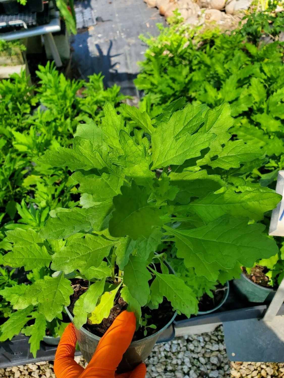 BasqueStore | Epazote~Mexican Tea Live Plant Medicinal Herbs 5 to 7 inches tall live plant