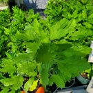 BasqueStore | Epazote~Mexican Tea Live Plant Medicinal Herbs 5 to 7 inches tall live plant