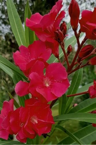 BasqueStore | Red Oleander Live Plant 5 to 7 inches tall