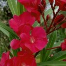 BasqueStore | Red Oleander Live Plant 5 to 7 inches tall
