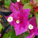 BasqueStore | Bougainvillea Royal Purple~Purple Queen Starter Live Plant 5 inches tall