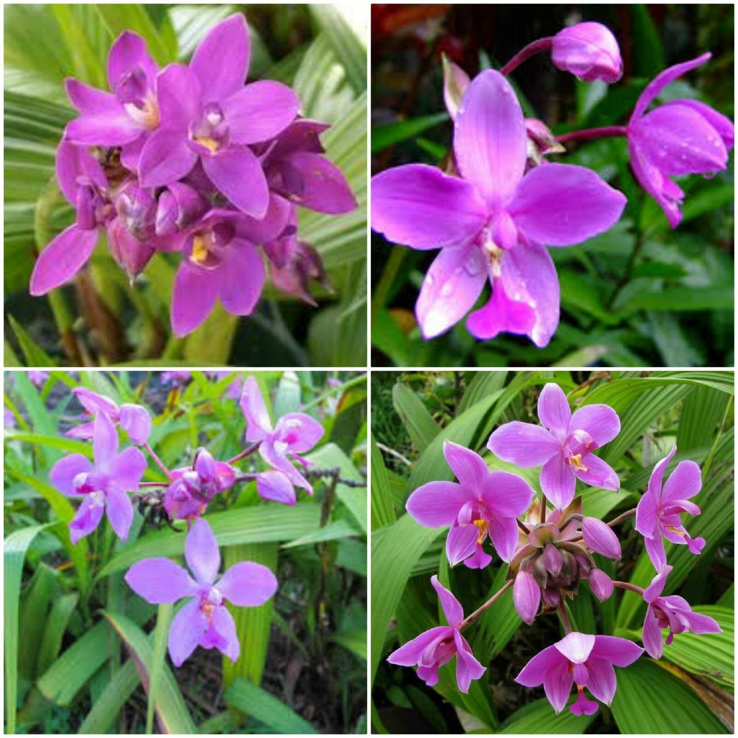 BasqueStore | Spathoglottis Ground Orchids, Purple Passion One Well Rooted Plant 7 inches tall