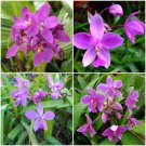 BasqueStore | Spathoglottis Ground Orchids, Purple Passion One Well Rooted Plant 7 inches tall