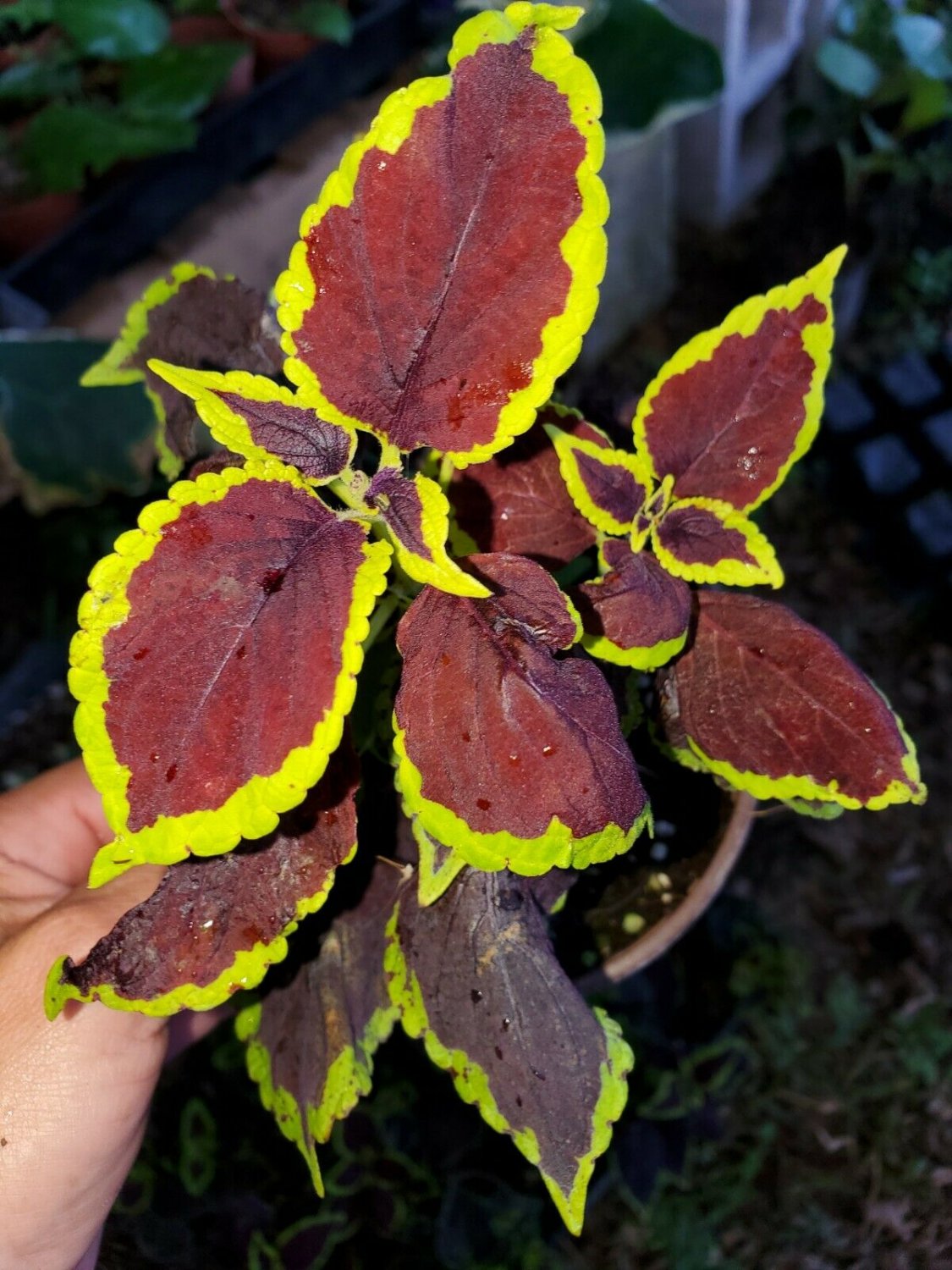 BasqueStore | COLEUS SUN CHOCOLATE MINT LIVE PLANT~ MANTO~5 TO 7 INCHES TALL