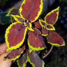 BasqueStore | COLEUS SUN CHOCOLATE MINT LIVE PLANT~ MANTO~5 TO 7 INCHES TALL