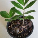 BasqueStore | Rare ZZ indoor Plant,Zanzibar Gem Easy to Grow Live Houseplant growing