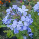 BasqueStore | Plumbago Imperial Blue Live Plants 5 to 7 Inches Tall