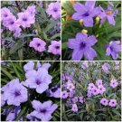 BasqueStore | 12 MEXICAN PETUNIA~RUELLIA BRITTONIANA PERENNIAL WELL ROOTED PLANTS SHRUB GARDEN