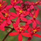 BasqueStore | Epidendrum~ Orchids~Red Flower Color 5 to 7"" tall 4"" pot