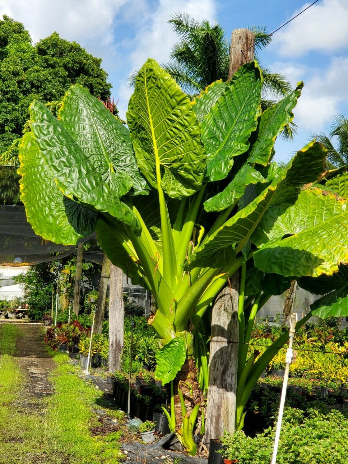 BasqueStore | BORNEO GIANT ELEPHANT EAR Taro Alocasia Macrorrhiza Small Rooted Plants