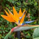 BasqueStore | BIRD OF PARADISE LIVE PLANT Exotic Plants Orange Flower Strelitzia reginae 12""