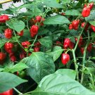 BasqueStore | CARIBBEAN RED HABANERO CHILI LOT OF 3 Super Hot Pepper LIVE PLANTS 450,000+ SHU