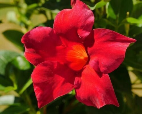 BasqueStore | RED MANDEVILLA VINE LIVE WELL ROOTED STARTER SIZE PLANT~ PLUG SIZE 3 TO 5" TALL