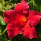 BasqueStore | RED MANDEVILLA VINE LIVE WELL ROOTED STARTER SIZE PLANT~ PLUG SIZE 3 TO 5" TALL