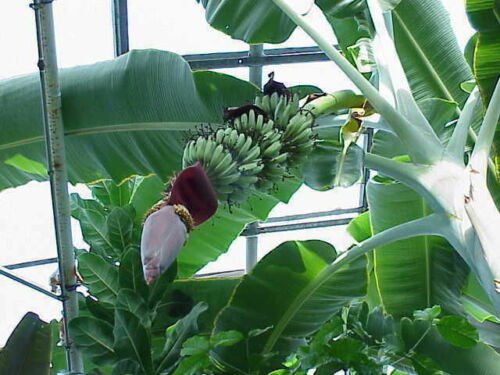 BasqueStore | Musa - 'Gran Nain' - Banana Fruit Tree - "Chiquita Brand" Variety