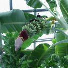 BasqueStore | Musa - 'Gran Nain' - Banana Fruit Tree - "Chiquita Brand" Variety