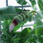 BasqueStore | Musa - 'Gran Nain' - Banana Fruit Tree - "Chiquita Brand" Variety