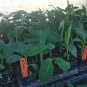 BasqueStore | Musa - 'Gran Nain' - Banana Fruit Tree - "Chiquita Brand" Variety