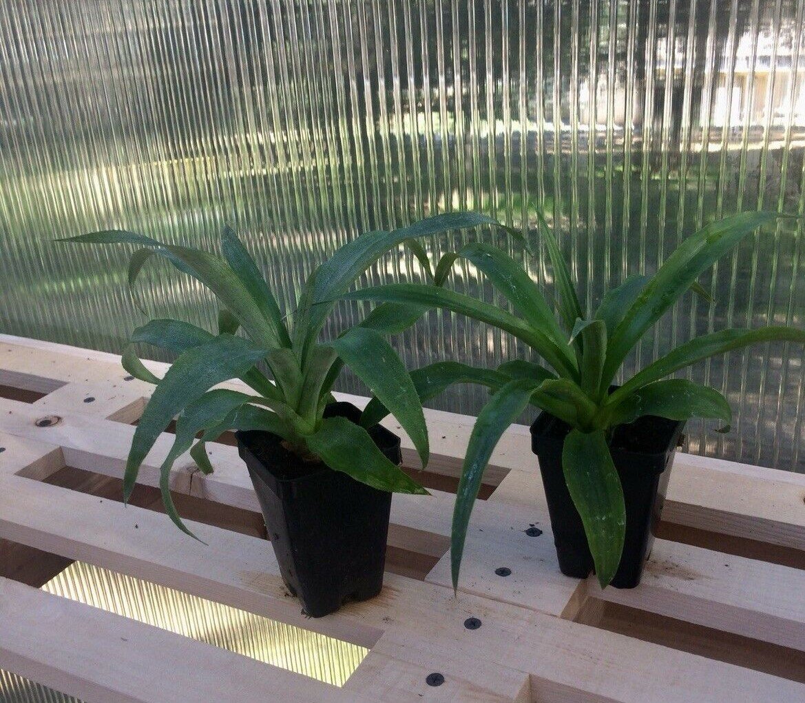 BasqueStore | Pineapple Plant - 'Elite Gold' - Live plant edible fruit Ananas comosus
