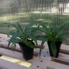 BasqueStore | Pineapple Plant - 'Elite Gold' - Live plant edible fruit Ananas comosus