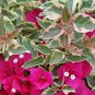 BasqueStore | Bougainvillea - 'Raspberry Ice' - Live Plant
