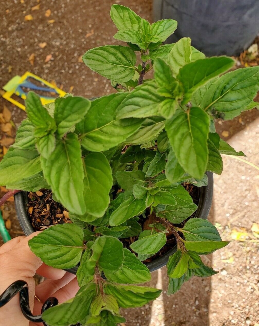 BasqueStore | SPEARMINT Live Plants~Mentha~Mint~Menta Perennials Herbs Culinary Tea Plants