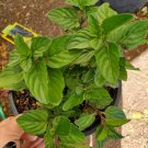 BasqueStore | SPEARMINT Live Plants~Mentha~Mint~Menta Perennials Herbs Culinary Tea Plants