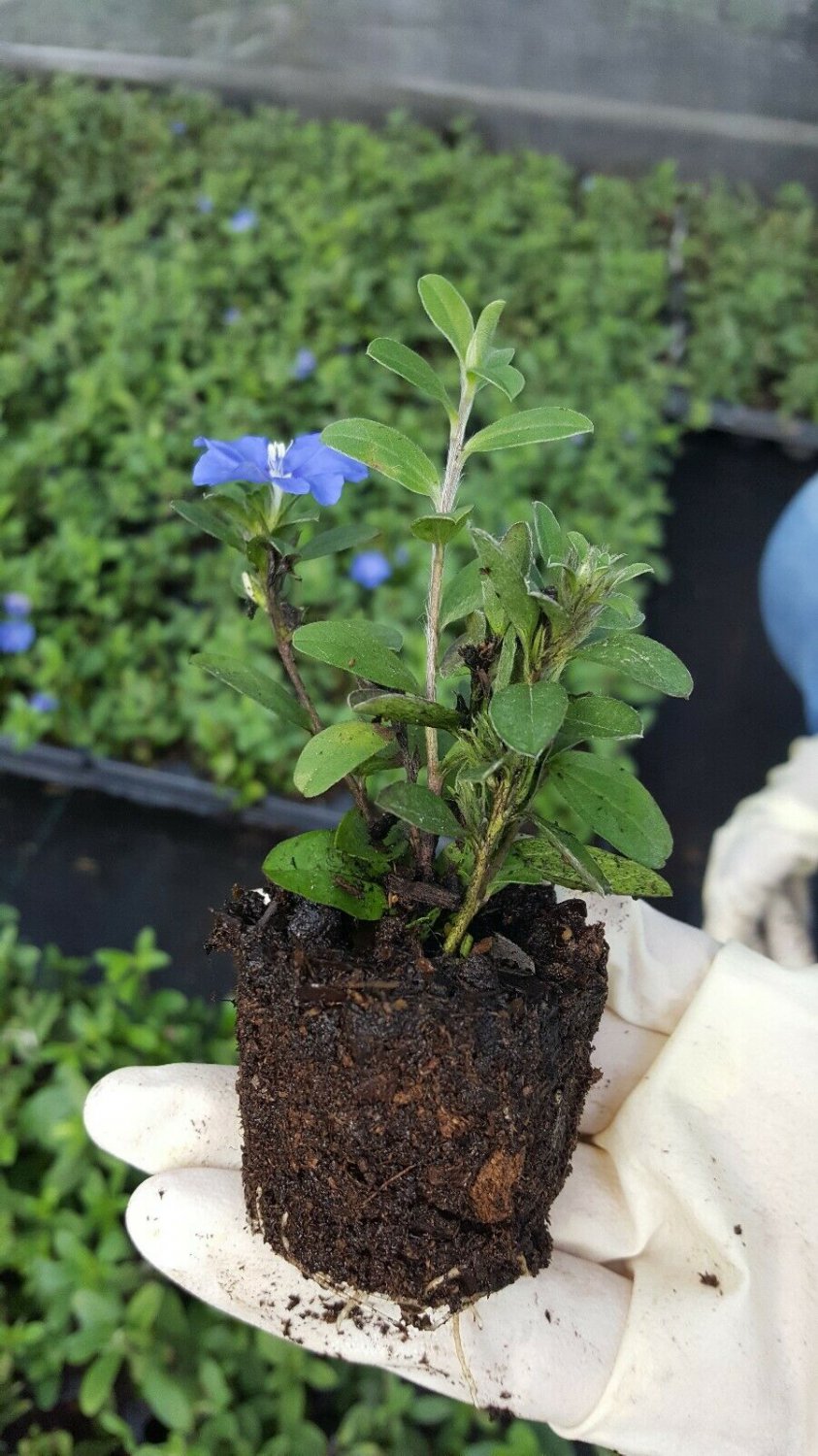 BasqueStore | Blue Daisy Aster Live Plants~Wild Perennnial Blue Flowers~5 to 7 inches tall