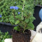 BasqueStore | Blue Daisy Aster Live Plants~Wild Perennnial Blue Flowers~5 to 7 inches tall