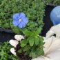 BasqueStore | Blue Daisy Aster Live Plants~Wild Perennnial Blue Flowers~5 to 7 inches tall