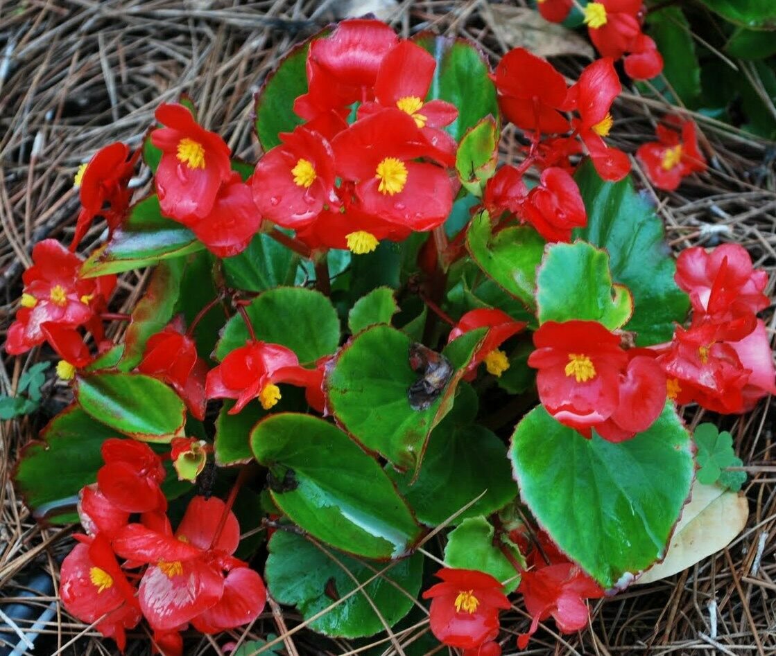 Begonia Seed, Wax Red Begonias, Wax Begonias, Heirloom non-GMO Flower Seed 75ct