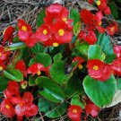 Begonia Seed, Wax Red Begonias, Wax Begonias, Heirloom non-GMO Flower Seed 75ct