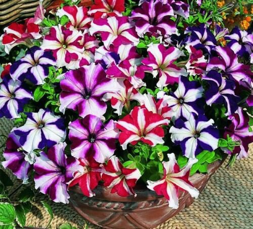 Petunia Seeds, Star Mix, Multiflora Petunia Seeds, Hanging Baskets Non-Gmo, 75ct