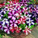 Petunia Seeds, Star Mix, Multiflora Petunia Seeds, Hanging Baskets Non-Gmo, 75ct