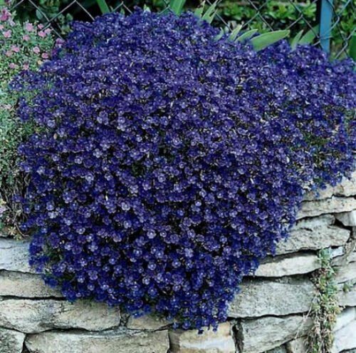 Rock Cress Seeds Cascading Blue - Heirloom Groundcover Seeds Perennial 50ct Pack