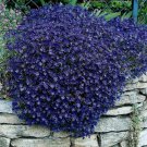 Rock Cress Seeds Cascading Blue - Heirloom Groundcover Seeds Perennial 50ct Pack
