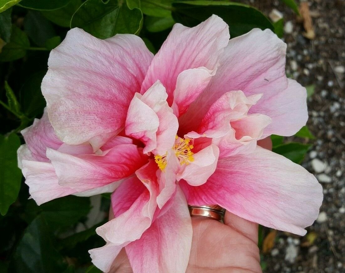 TROPICAL DOUBLE PINK HIBISCUS WELL ROOTED STARTER LIVE PLANT 3 TO 5" TALL