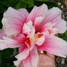 TROPICAL DOUBLE PINK HIBISCUS WELL ROOTED STARTER LIVE PLANT 3 TO 5" TALL