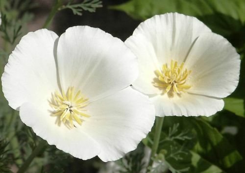 White Poppy Seed, White Linen, Heirloom Poppies, Wildflower Non-Gmo Annual, 75ct