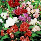 Balsalm Impatiens Seeds, Tom Thumb, Mixed Dwarf Impatiens Seeds, Heirloom, 50ct