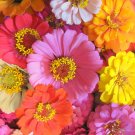 Mixed Zinnia Seeds, Farm Mix, Heirloom Zinnia Seeds, Non-gmo Annual Flower, 75ct