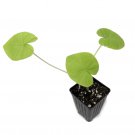 Maui Gold Elephant Ear Live Plant - Colocasia
