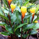 BasqueStore | Golden Brush Dwarf Ginger Live Plant - Burbidgea schizocheila