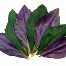 BasqueStore | Okinawa Spinach Edible Live Plant (Bicolor Okinawan, Handama) - Gynura crepioidet