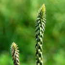 RABO DE GATO achyranthes aspera, cola medicinal herb garden plant seed 100 seeds