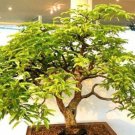 BasqueStore | BONSAI Tamarindus Indica, tamarind tree tropical edible fruit wood seed 15 SEEDS