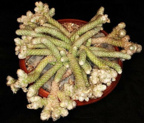 BasqueStore | AVONIA PAPYRACEA, exotic succulent rare cactus anacampseros plant seed 30 SEEDS