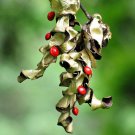 Red Sandalwood tree Adenanthera Pavonina exotic rare red bead wood saga 15 seeds